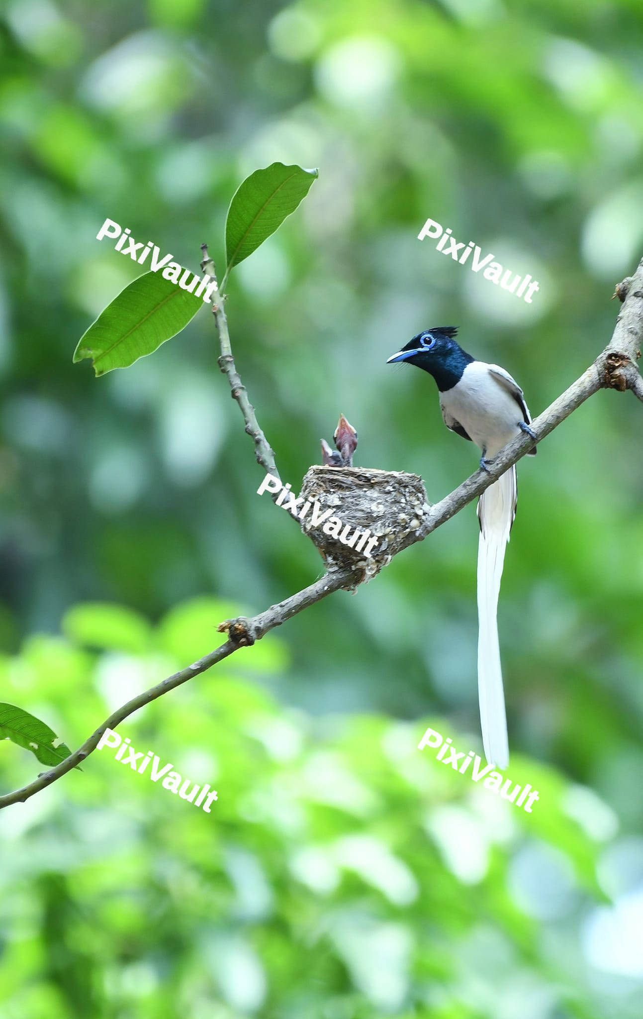 Flycatcher Bird